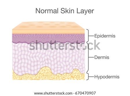 skin layers healthy normal human skin royalty free vector human skin layers stock images royalty free images vectors skin layers healthy normal human skin royalty free vector human skin layers stock images royalty free images vectors