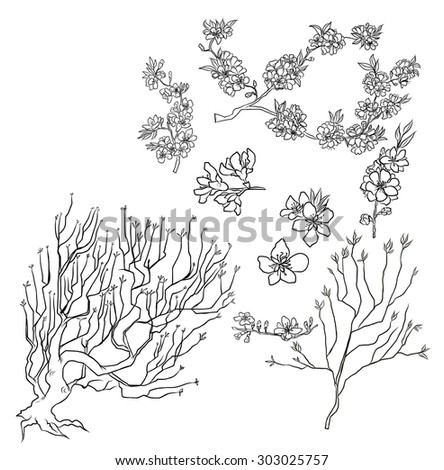 hand drawn Peach Blossom isolate vector