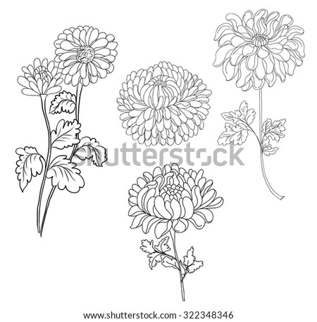 Hand Drawn Chrysanthemum Flower Doodle Style Stock Vector 322348346 ...