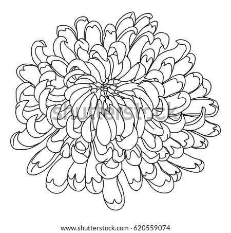 Hand Drawn Chrysanthemum Tattoo Design Stock Vector 620559101 ...