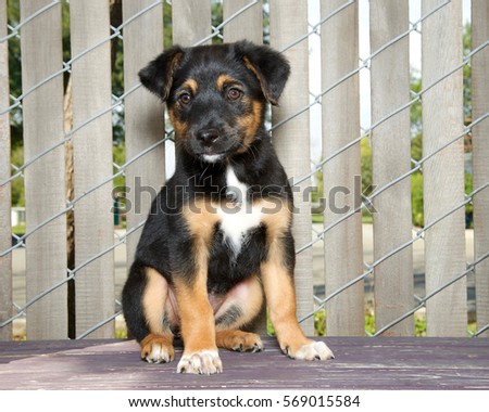 german shepherd x australian shepherd german shepherd mix stock images royalty free images u0026 vectors german shepherd x australian shepherd german shepherd mix stock images royalty free images u0026 vectors