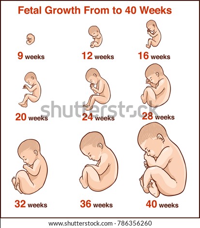 Fetus Stages Stock Images, Royalty-Free Images & Vectors | Shutterstock