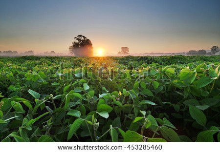 Soy field and soy plants in early morning light. Soy agriculture