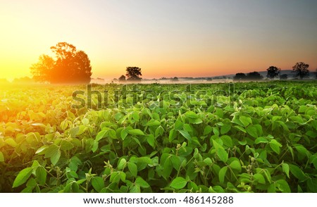Soy field and soy plants in early morning. Soy agriculture