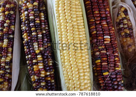 corn varieties