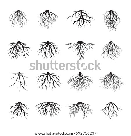 Plant Roots Stock Images, Royalty-Free Images & Vectors | Shutterstock
