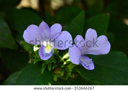 Acanthaceae Stok FotoÃ„ÂŸraflarÃ„Â± Telifsiz GÃƒÂ¶rseller ve VektÃƒÂ¶rler 