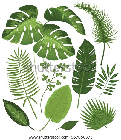 Tropical Leaves Stock Images, Royalty-Free Images & Vectors | Shutterstock