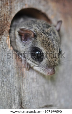 Squirrel Nest Stock Images, RoyaltyFree Images  Vectors  Shutterstock