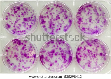 Essay On Cells Stem Cell Essays Term Papers Stem Cell Research Stem Cell Research Synthesis Essay Topic Ideas also Sample Business School Essays Essays In Science