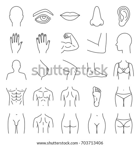 Human Body Parts Linear Icons Set Stock Vector 703713406 - Shutterstock