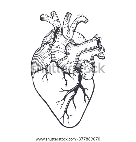 Vector Realistic Anatomical Heart Stock Vector 377889070 - Shutterstock