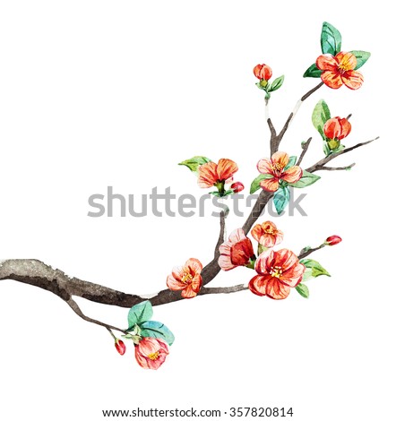 watercolor, branch cherry blossom, china, chinese new year, peach flowers