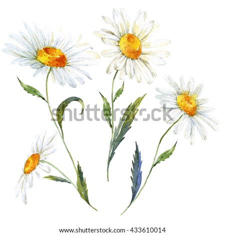 Vintage watercolor illustration of a daisy flowers, isolated elements