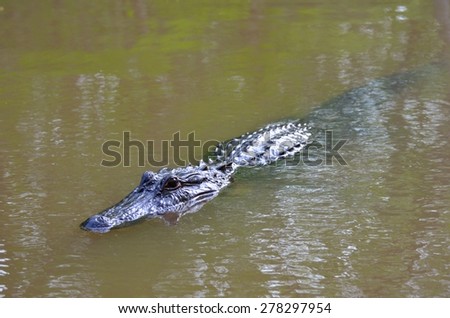 Bayou Stock Photos, Images, & Pictures | Shutterstock