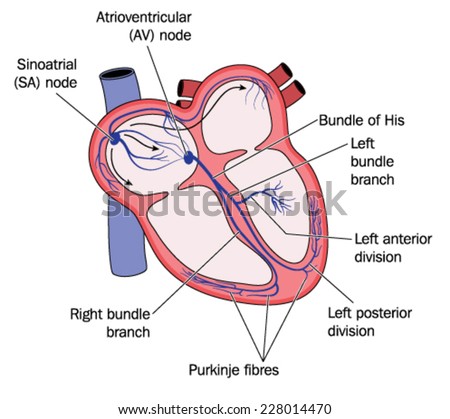 Atrioventricular Stock Images, Royalty-Free Images ...
