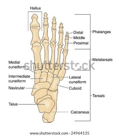 Foot Bones Labeled Stock Vector (Royalty Free) 24964135 - Shutterstock