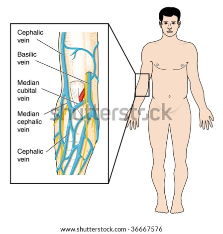 antecubital fossa