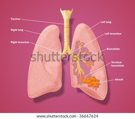 Lungs Trachea Bronchi Mediastinum Detail Chest Stock Vector 278413628