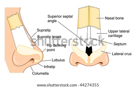 Nose Anatomy Stock Images, Royalty-Free Images & Vectors | Shutterstock