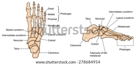 Foot Bones Stock Images, Royalty-Free Images & Vectors | Shutterstock