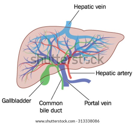 Drawing Liver Showing Major Blood Vessels Stock Vector 313338086 ...