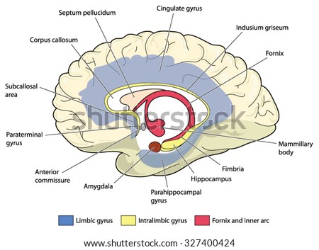 Brain Cross Section Showing Basal Ganglia Stock Vector 329844059 ...