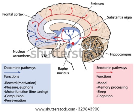 Dopamine Reward Pathway Brain