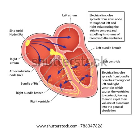 Free Free Heart Svg Path 607 SVG PNG EPS DXF File