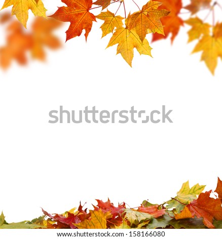 Isolated Autumn Leaves