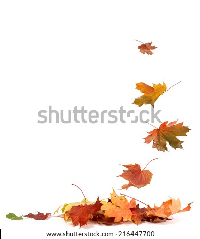 Isolated autumn leaves