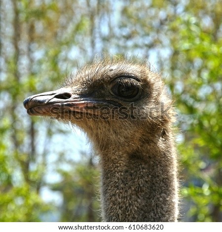 Flightless Stock Images, Royalty-Free Images & Vectors ...