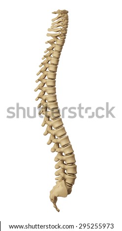human spine