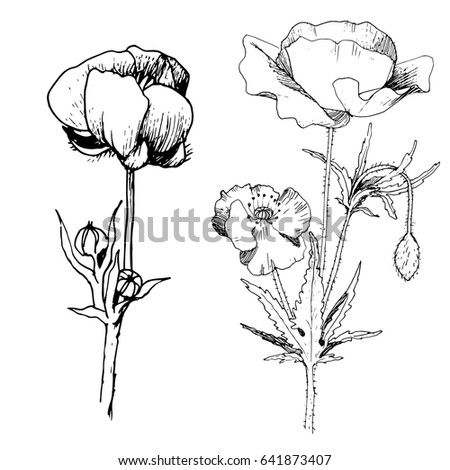 poppy tattoo stock snímky snímky pro členy zdarma a vektory poppy tattoo stock snímky snímky pro členy zdarma a vektory