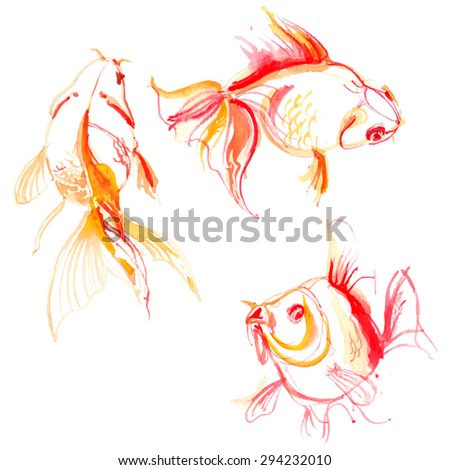 Set goldfish painted with watercolors. Study of fish. Vector