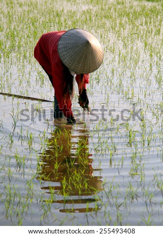 Dien Bien Phu - Vietnam, February 15, 2015: A farmer working on Muong Thanh field.
