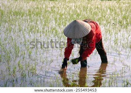 Dien Bien Phu - Vietnam, February 15, 2015: A farmer working on Muong Thanh field.