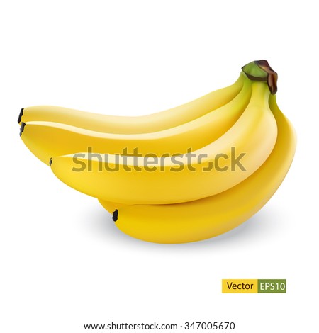 Banana fruit close up. Bunch of bananas isolated on white background. Qualitative vector illustration of banana