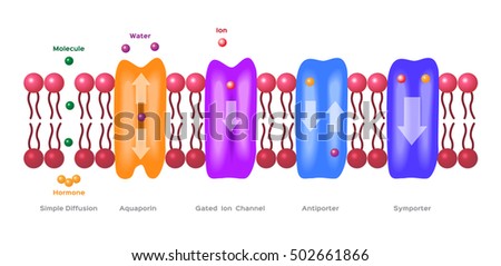 cell membrane across mechanisms ions molecules transport simple shutterstock vector plasma membranes diffusion channel ion aquaporin antiporter symporter gated