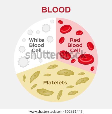 20 Red Blood Cell Diagram Labeled - Wiring Diagram Niche