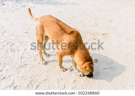 Phu Quoc Ridgeback, a breed of dog from Phu Quoc Island in Vietnam's southern Kien Giang Province