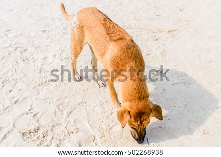 Phu Quoc Ridgeback, a breed of dog from Phu Quoc Island in Vietnam's southern Kien Giang Province