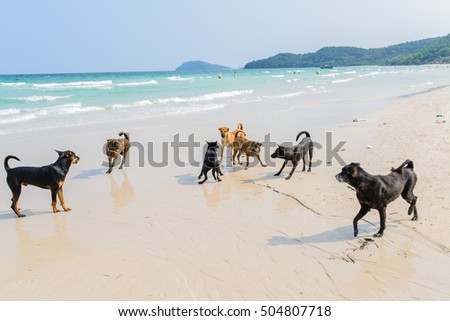 dogs are attacking each other on the beach. Phu Quoc Ridgeback, a breed of dog from Phu Quoc Island in Vietnam's southern Kien Giang Province