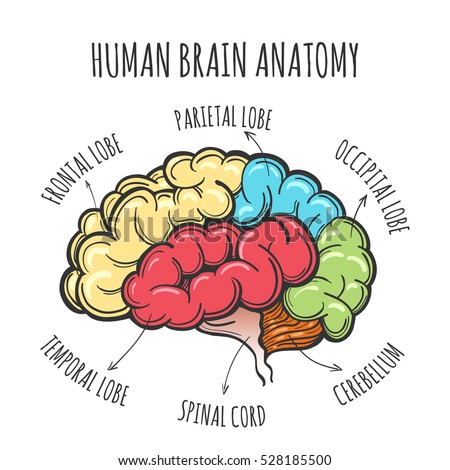 the main characteristics of the human brain The human brain has been called the most complex object in the known universe, and in many ways it's the final frontier of science a hundred billion neurons,. the main characteristics of the human brain The human brain has been called the most complex object in the known universe, and in many ways it's the final frontier of science a hundred billion neurons,.