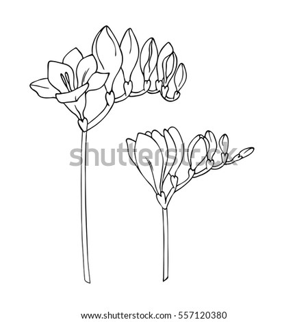 Freesia Stock Images, Royalty-Free Images & Vectors | Shutterstock