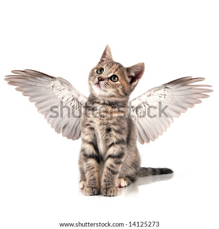 Angel Cat Stock Images Royalty Free Images Vectors 