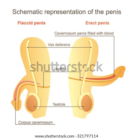 Large Flaccid Penis Pics 53