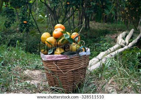 Lai Vung tangerine or Citrus reticulata blanco, Dong Thap province, Vietnam. Lai Vung is famous for growing tangerine or citrus and it is well known for tourist before Tet Holiday