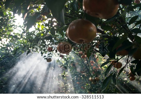 Lai Vung tangerine or Citrus reticulata blanco, Dong Thap province, Vietnam. Lai Vung is famous for growing tangerine or citrus and it is well known for tourist before Tet Holiday