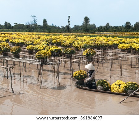 SA DEC, DONG THAP PROVINCE, VIETNAM - Feb 07, 2015: Unknown man in Vietnamese conical hat and traditional dress is using sampan to harvest flowers in Sa Dec Flower village. This is to prepare for Tet